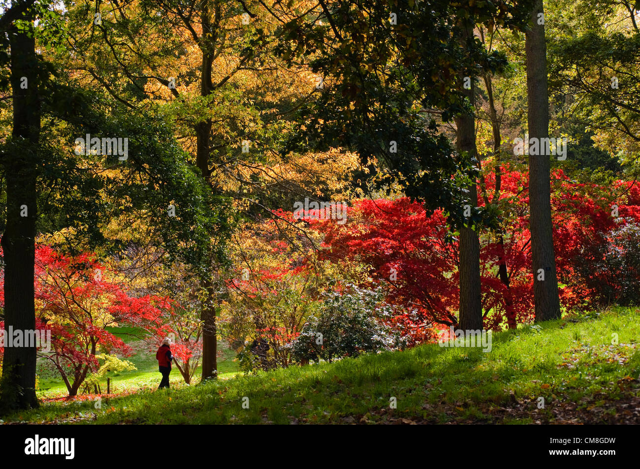 27 ottobre 2012 UK Batsford Arboretum Colore di autunno. Rosso brillante lasciato giapponese di alberi di acero brillano al sole a Batsford, Nr Moreton in Marsh Gloucestershire. Foto Stock