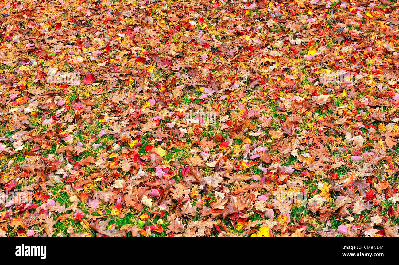 Colori d'autunno lascia coprire un prato come uragano Sandy porta maggiore vento per l'area. Zucchero, giapponese e altre foglie di acero e foglie di quercia soffiare del vento. Foto Stock