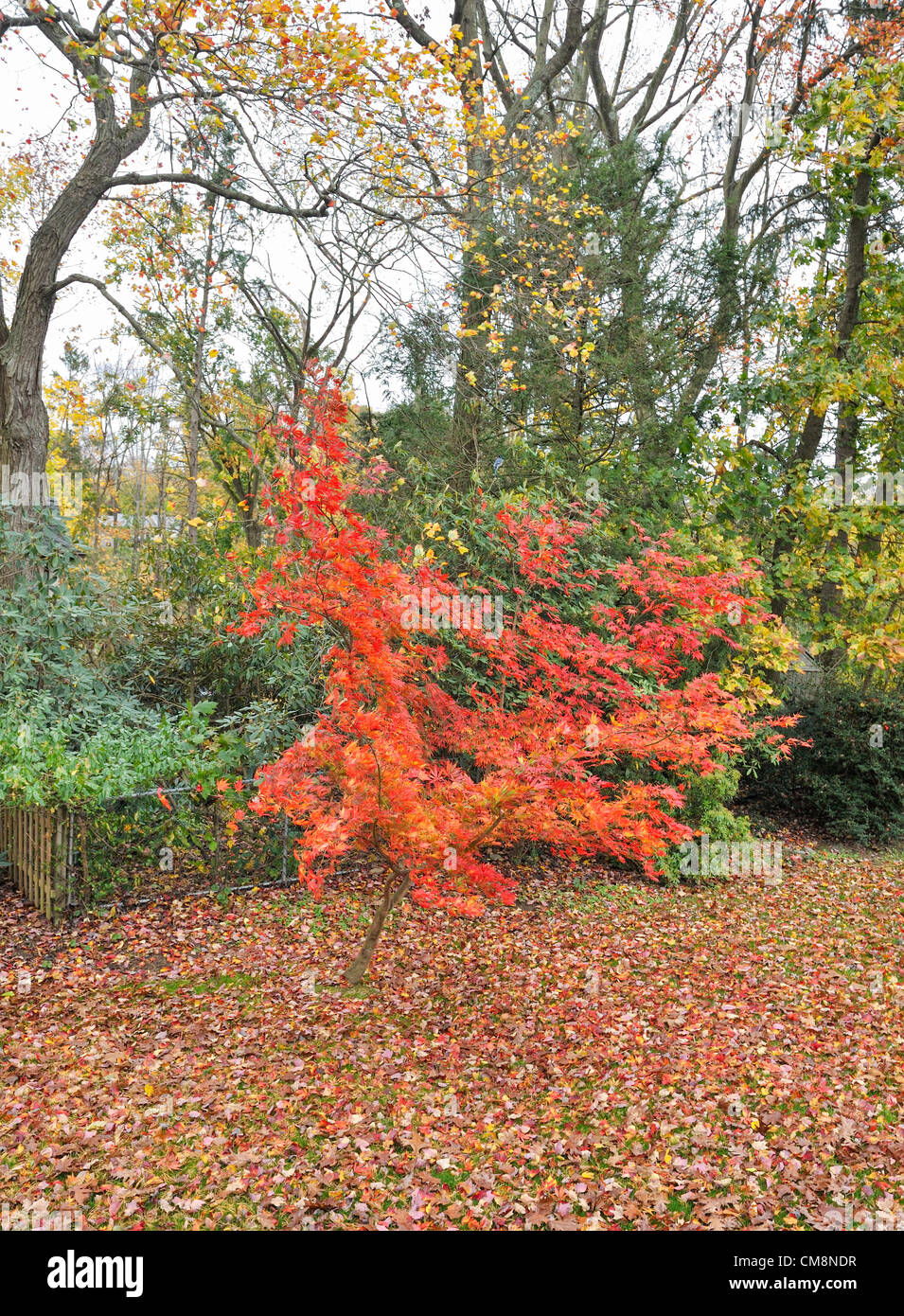 Colori d'autunno lascia coprire un prato in una giornata di vento in Westchester County New York come uragano approcci di sabbia. Una bella giapponese acero soffia il vento. Foto Stock