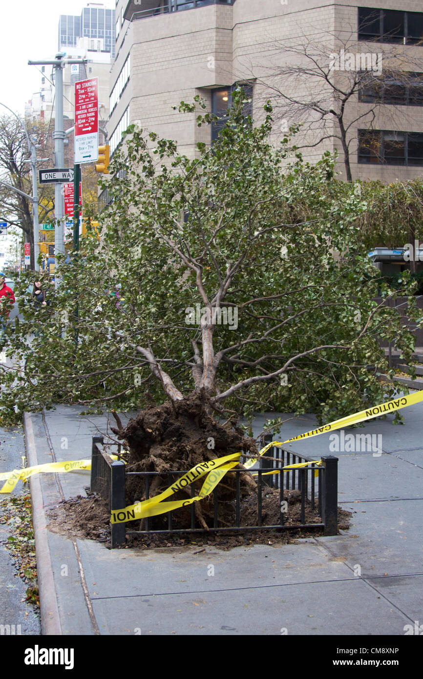 NEW YORK, NY, Stati Uniti d'America - 30 ottobre 2012: la caduta di alberi e rami può essere visto intorno a New York, NY, il 30 ottobre 2012, il giorno dopo l uragano Sandy ha colpito la città. Foto Stock