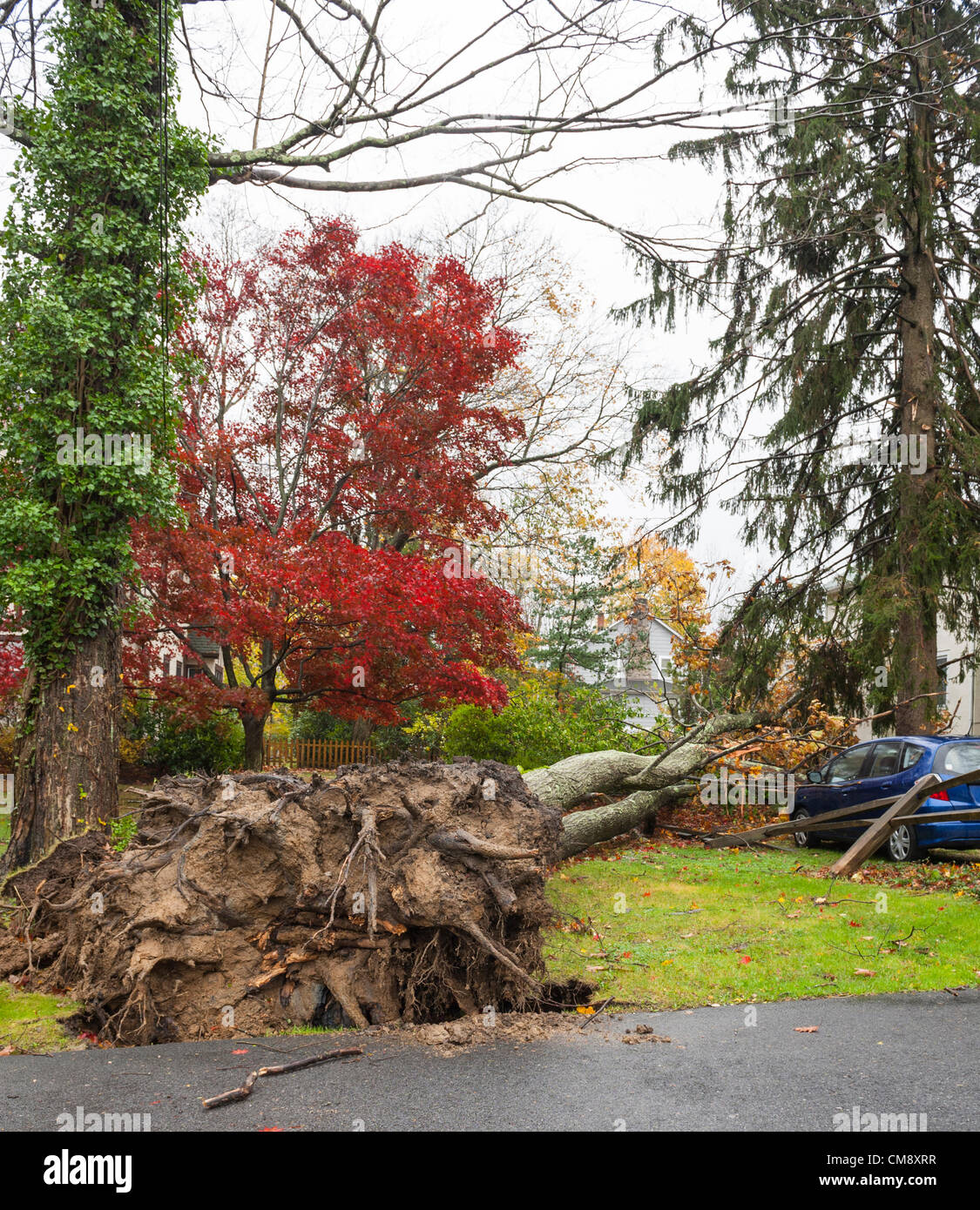 Chappaqua, NY, STATI UNITI D'AMERICA 30 OTT 2012: Uragano vigore venti da uragano Sandy hit Westchester County New York lunedì. Gli alberi caduti ha causato i danni più gravi in città non in acqua, come si vede qui il giorno dopo la tempesta. Almeno 150 grandi alberi sono stati abbattuti in Chappaqua NY. Qui di un vicino di quercia ha colpito una casa e due vetture, causando danni alla proprietà ma senza lesioni. Altrove nella Hudson Valley di tre persone, tra cui due bambini sono morti quando alberi cadde sul case. Foto Stock