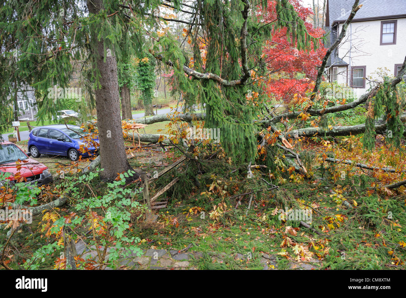 Chappaqua, NY, STATI UNITI D'AMERICA 30 OTT 2012: Uragano vigore venti da uragano Sandy hit Westchester County New York lunedì. Gli alberi caduti ha causato i danni più gravi in città non in acqua, come si vede qui il giorno dopo la tempesta. Almeno 150 grandi alberi sono stati abbattuti in Chappaqua NY. Qui un sradicato quercia hit causato danni alla proprietà ma senza lesioni. Altrove nella Hudson Valley di tre persone, tra cui due bambini sono morti quando alberi cadde sul case. Foto Stock