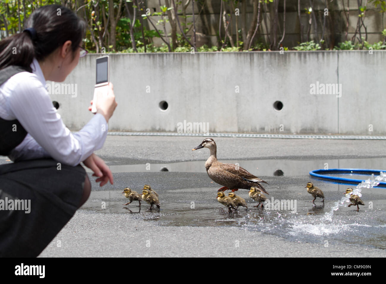 Giugno 29, 2012, Tokyo, Giappone - spot-fatturati di anatra e di otto anatroccoli indulgere loro stessi in una piscina di acqua fresca presso la banchina di carico di una stampa locale in fabbrica a Tokyo area residenziale di Venerdì, 29 giugno 2012. La famiglia ha avuto una breve distanza a piedi dal loro habitat, uno stagno in un impianto locale di cavi elettrici, per la vicina fabbrica di stampa. Non sapere da dove venivano e cosa fare con i Visitatori inattesi, il personale della fabbrica li ha trattati con cura mediante la spruzzatura di acqua prima di polizia è venuto in soccorso sulla punta dalla società via cavo. I fratelli sono stati arrotondati fino ad essere portato bac Foto Stock