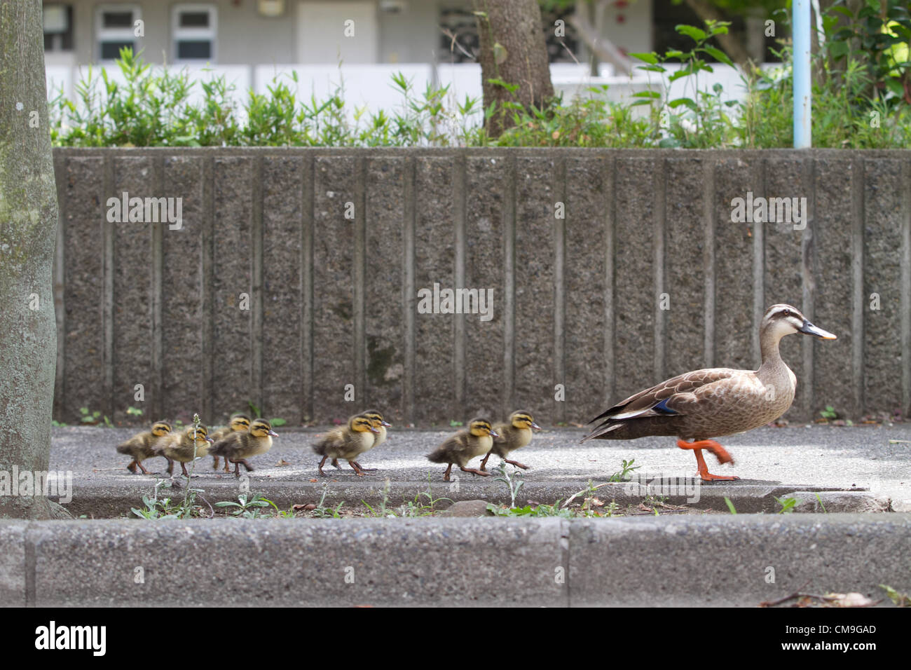 Giugno 29, 2012, Tokyo, Giappone - spot-fatturati di anatra e di otto anatroccoli waddle attraverso il vicolo di Tokyo area residenziale di Venerdì, 29 giugno 2012. La famiglia ha avuto una breve distanza a piedi dal loro habitat, uno stagno presso un produttore locale di cavi elettrici, ad una vicina fabbrica di stampa. Non sapere da dove venivano e cosa fare con i Visitatori inattesi, il personale della fabbrica li ha trattati con cura mediante la spruzzatura di acqua prima di polizia è venuto in soccorso sulla punta dalla società via cavo. I fratelli sono stati arrotondati per essere riportato il loro nido ma la loro madre è volato via. (Foto di AFLO Foto Stock