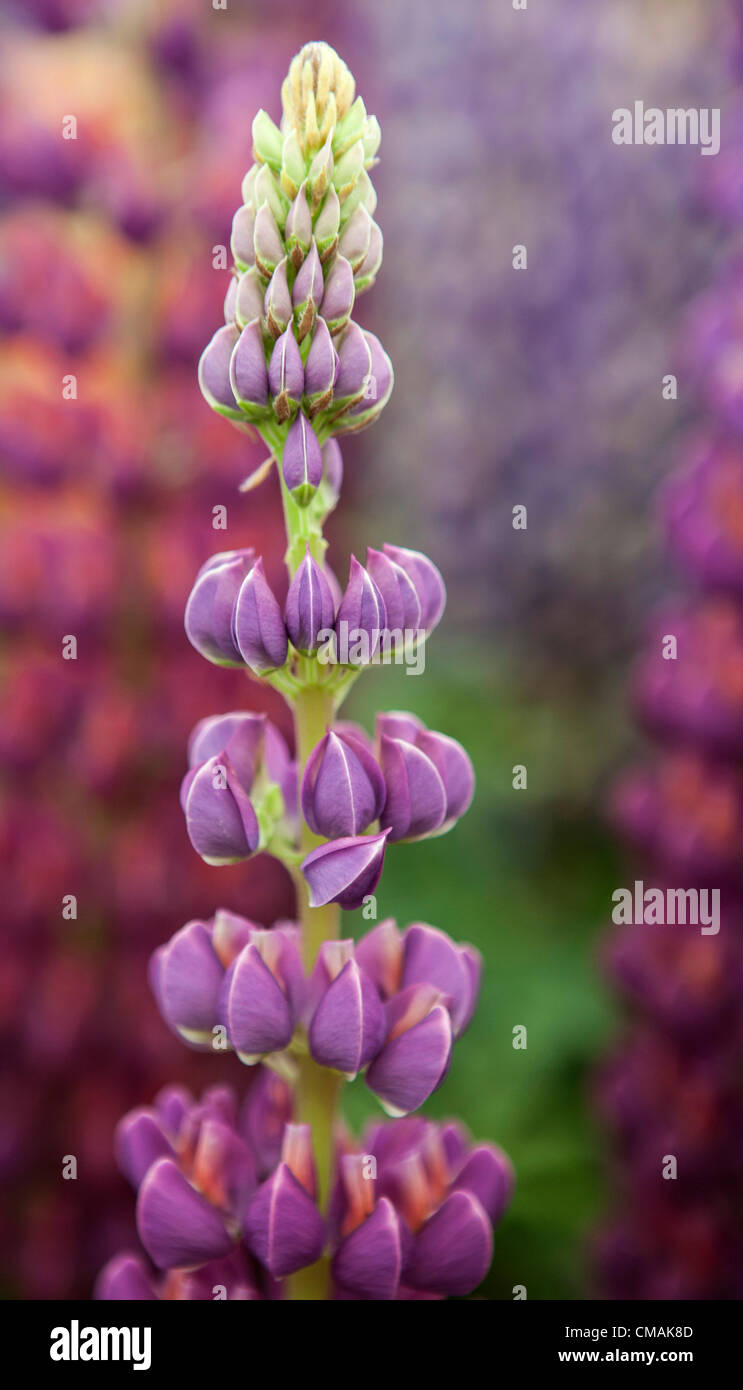 Hampton Court,UK. Mercoledì 4 luglio 2012 Lupin nel tendone floreale all'Hampton Court Palace Flower Show. Questa è la più grande fiera dei fiori in tutto il mondo e si tiene ogni anno nel mese di luglio. Esso è gestito dalla Royal Horticultural Society e viene eretto sui lati nord e sud della lunga acqua a Hampton Court Palace. Il primo spettacolo è stato nel 1990. Foto Stock