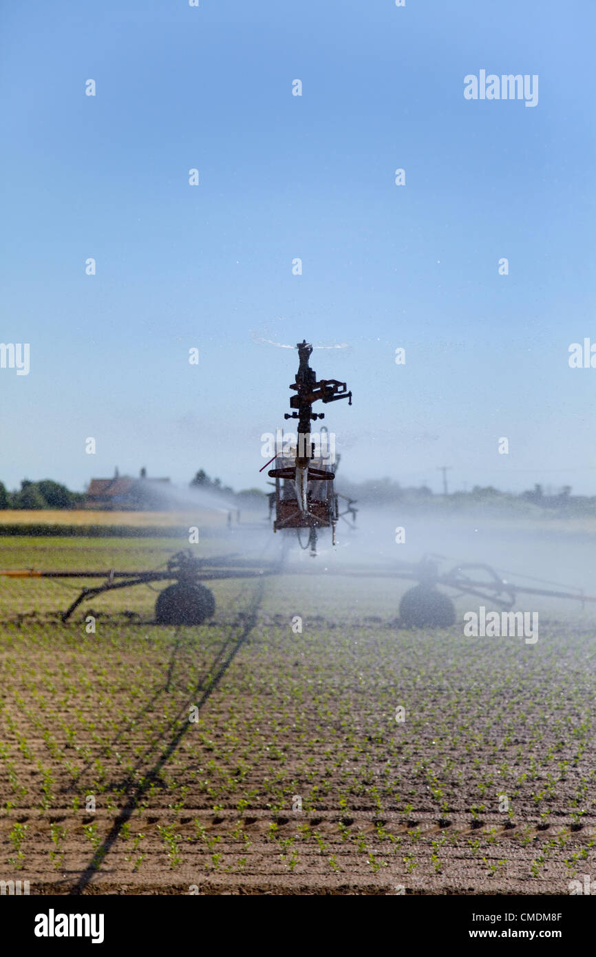 Campo sistema sprinkler, irrigando il giovane raccolto, impostare contro un cielo blu di Norfolk. Foto Stock