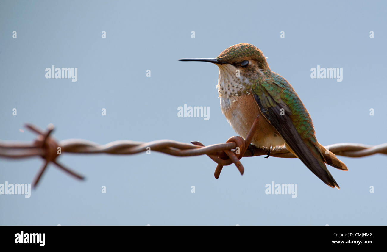 Agosto 16, 2012 - Elkton, Oregon, Stati Uniti - Un rufous hummingbird sembra prendere un breve pisolino su un filo spinato recinto mentre si alimenta il nettare di un fiore fucsia bush nei pressi di un casolare in un ranch nei pressi di Elkton. Rufous colibrì trascorrere l'inverno in Messico e Texas del sud. In primavera migrano a nord come a sud-centrale di Alaska. (Credito Immagine: © Robin Loznak/ZUMAPRESS.com) Foto Stock