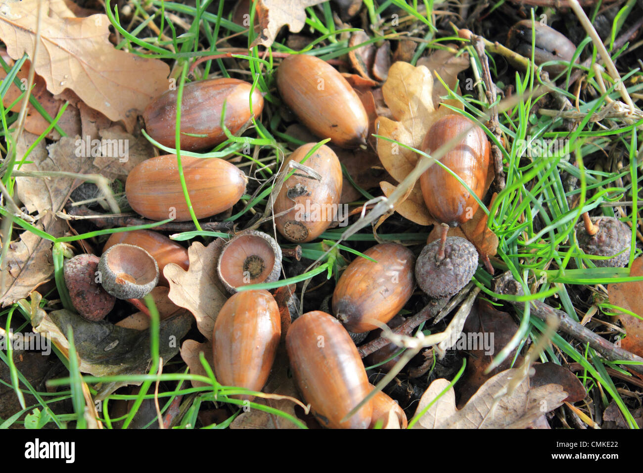 Epsom Surrey, Inghilterra, Regno Unito. Il 2 novembre 2013. Parco naturale de los alcornocales sono in abbondanza in autunno prende una attesa sulla Gran Bretagna meridionale. Un raccolto di frutta è stato visto questo autunno a causa di questo anni meteo creando le condizioni ideali per la loro crescita. Le temperature sono anche molto mite per il tempo dell'anno raggiungendo un alto di 14 gradi centigradi oggi. Credito: Giubileo Immagini/Alamy Live News Foto Stock