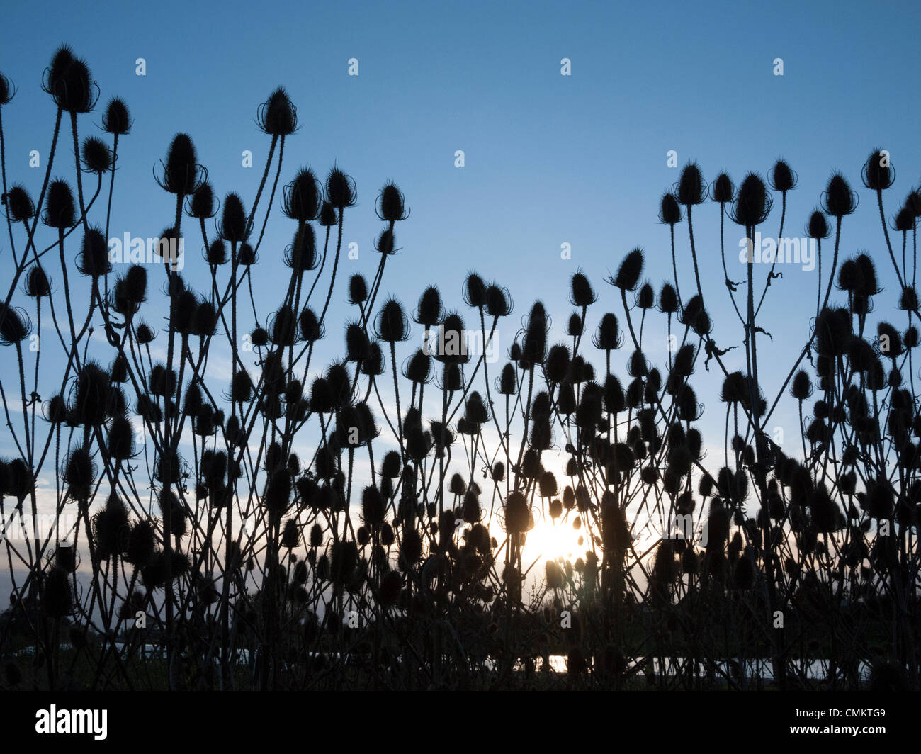 Oltre, Cambridgeshire, Regno Unito. 3 Novembre, 2013. Teasels si stagliano contro il sole di setting il diluvio banche a oltre in Cambridgeshire Regno Unito il 3 novembre 2013. È stato un blustery ma giornata soleggiata con docce occasionali, drammatica sotto gli ampi cieli Fen. Credito Eales Julian/Alamy Live News Foto Stock