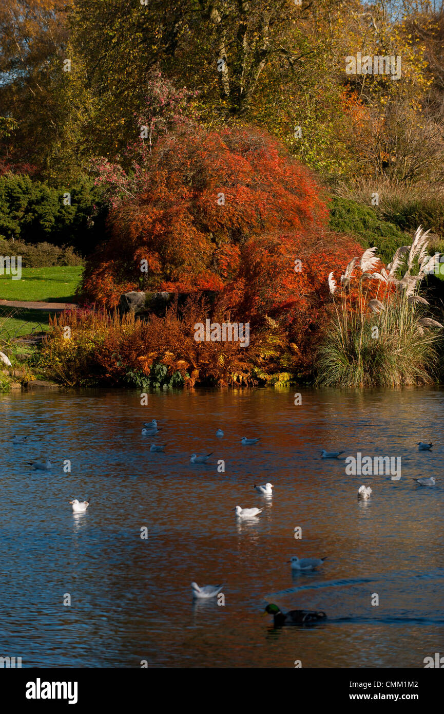 Wakehurst Sussex Regno Unito 4 novembre 2013 - Media Photocall per i colori autunnali guarda al meglio nei giardini Wakehurst, con i famosi alberi che mostrano oro e bronzi al sole Foto Stock