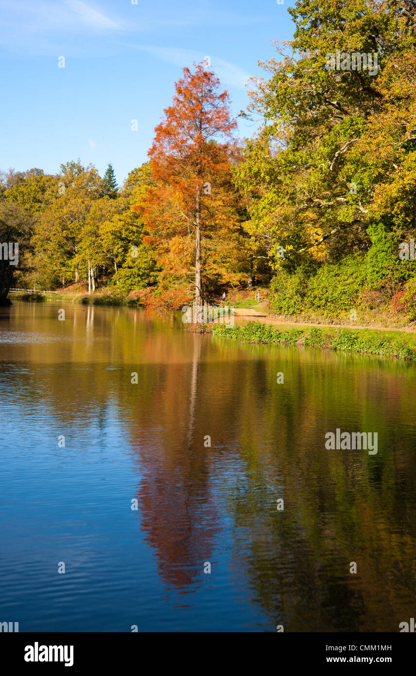 Wakehurst Sussex Regno Unito 4 novembre 2013 - Media Photocall per i colori autunnali guarda al meglio nei giardini Wakehurst, con i famosi alberi che mostrano oro e bronzi al sole Foto Stock