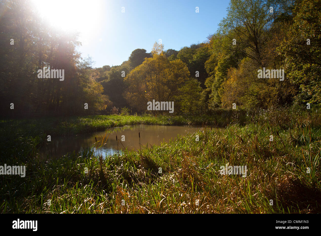 Wakehurst Sussex Regno Unito 4 novembre 2013 - Media Photocall per i colori autunnali guarda al meglio nei giardini Wakehurst, con i famosi alberi che mostrano oro e bronzi al sole Foto Stock