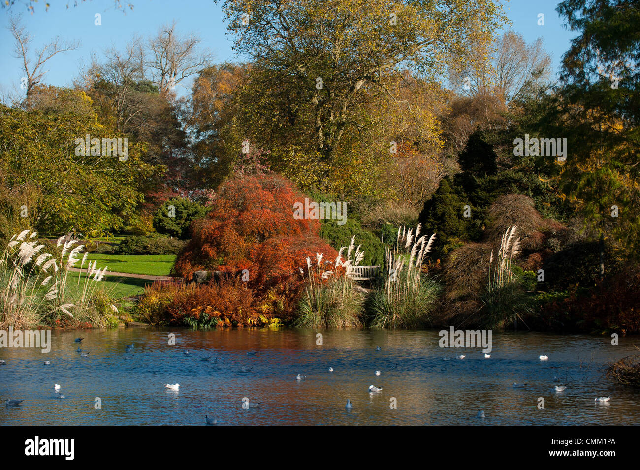 Wakehurst Sussex Regno Unito 4 novembre 2013 - Media Photocall per i colori autunnali guarda al meglio nei giardini Wakehurst, con i famosi alberi che mostrano oro e bronzi al sole Foto Stock