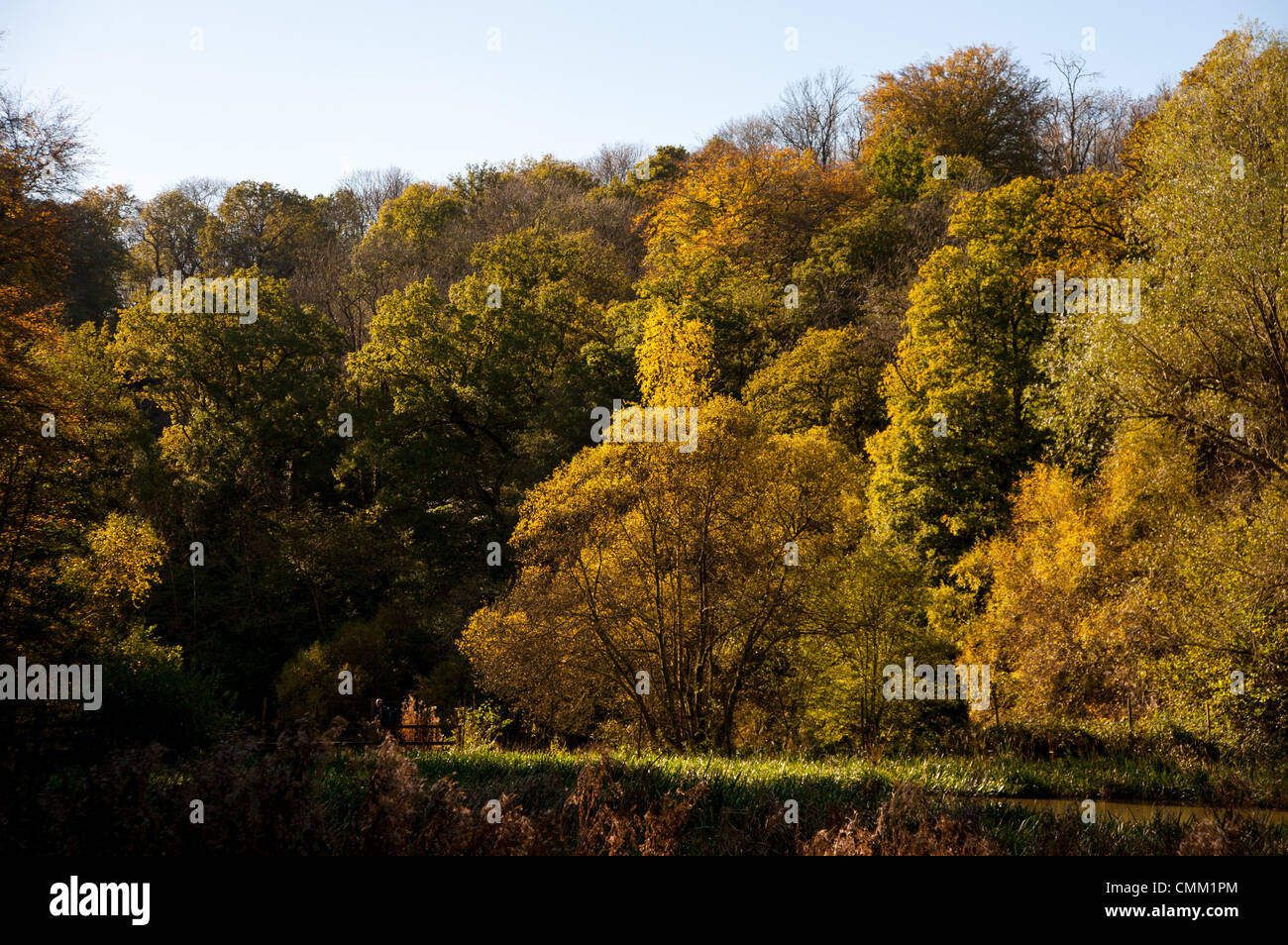 Wakehurst Sussex Regno Unito 4 novembre 2013 - Media Photocall per i colori autunnali guarda al meglio nei giardini Wakehurst, con i famosi alberi che mostrano oro e bronzi al sole Foto Stock