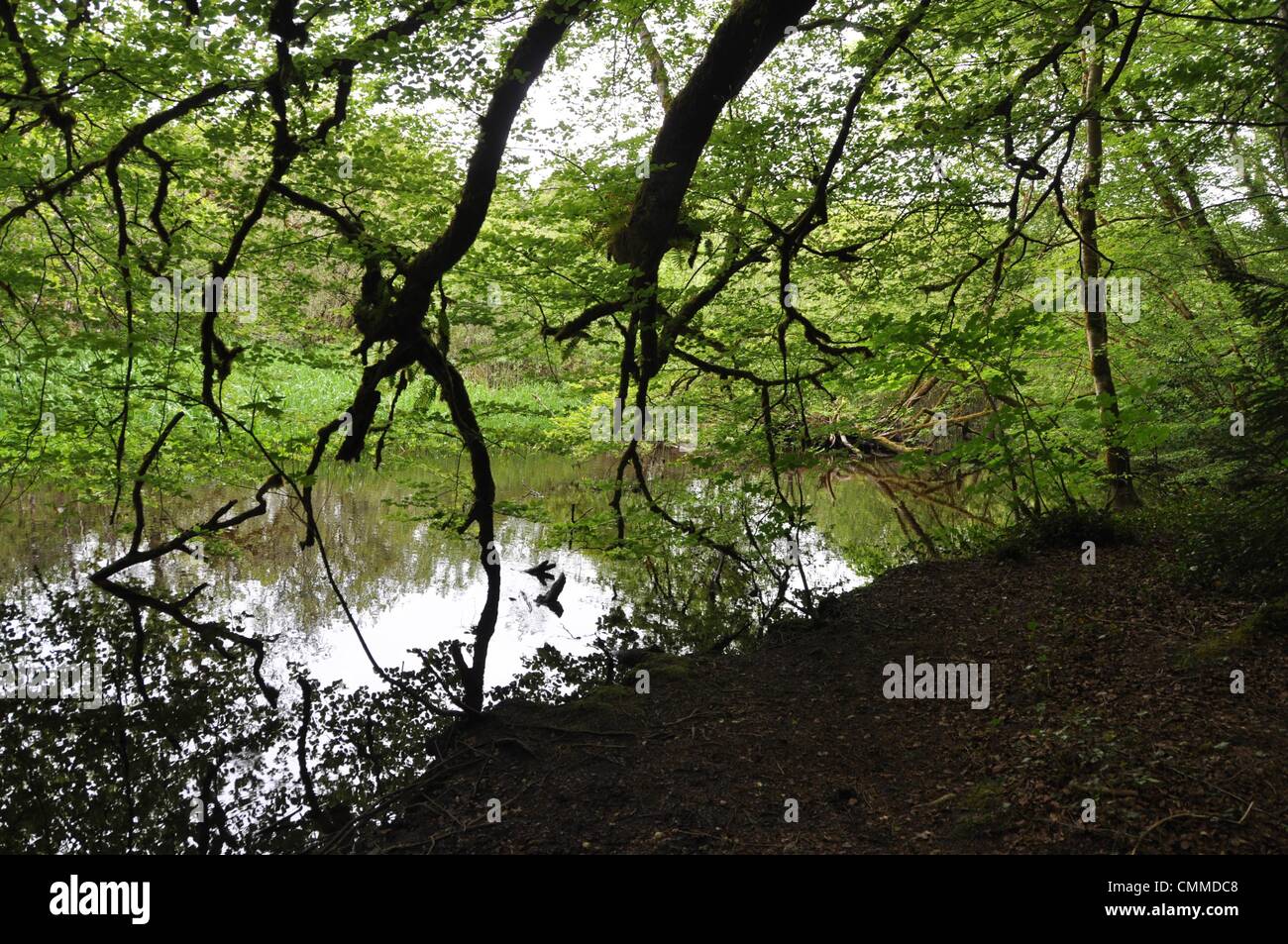 Adiacente alla rovina Abbazia Agostiniana in Cong, County Mayo un percorso lungo il fiume Cong conduce attraverso un bel bosco, foto scattata il 2 giugno 2013. Enormi alberi secolari shelter il percorso. Foto: Frank Baumgart Foto Stock