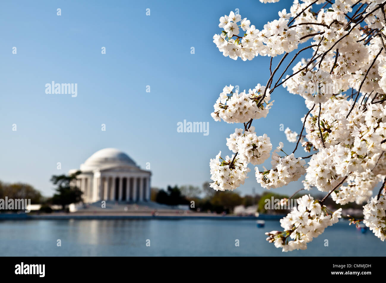 Fiori Ciliegio intorno al bacino di marea in Washington DC con Jefferson Memorial Foto Stock