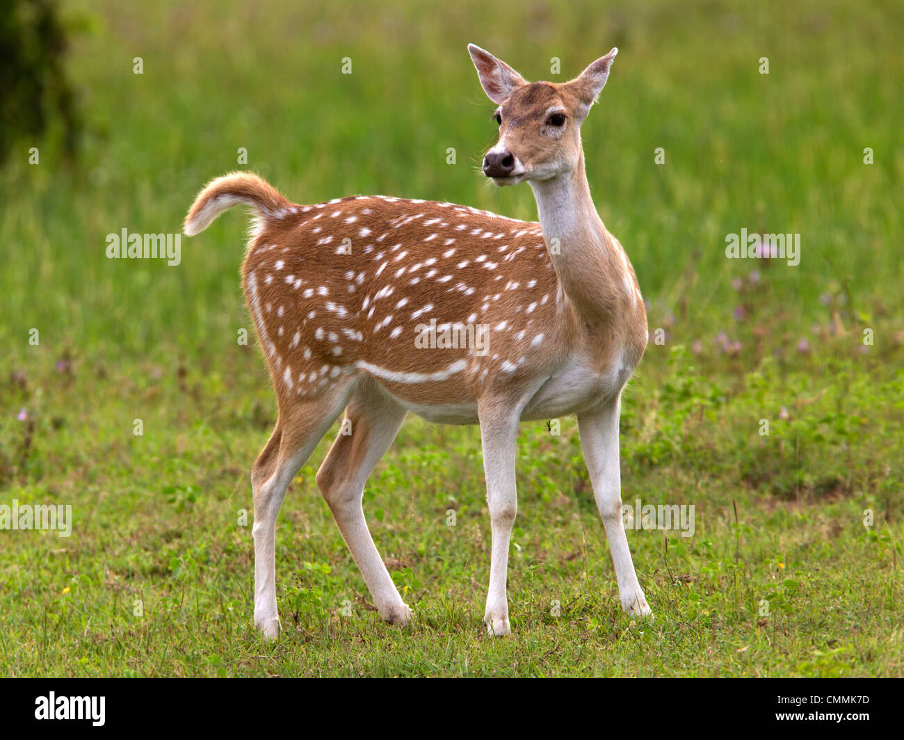 Fawn, baby chital, spotted deer, Yala Foto Stock