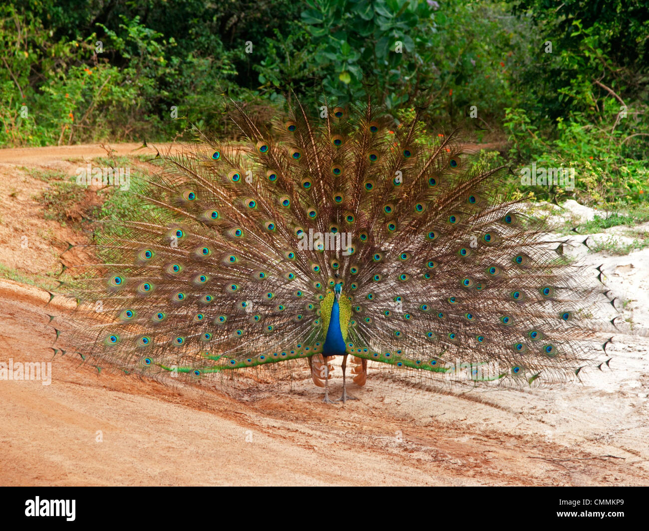 Peacock con coda ventaglio, Sri Lanka Foto Stock