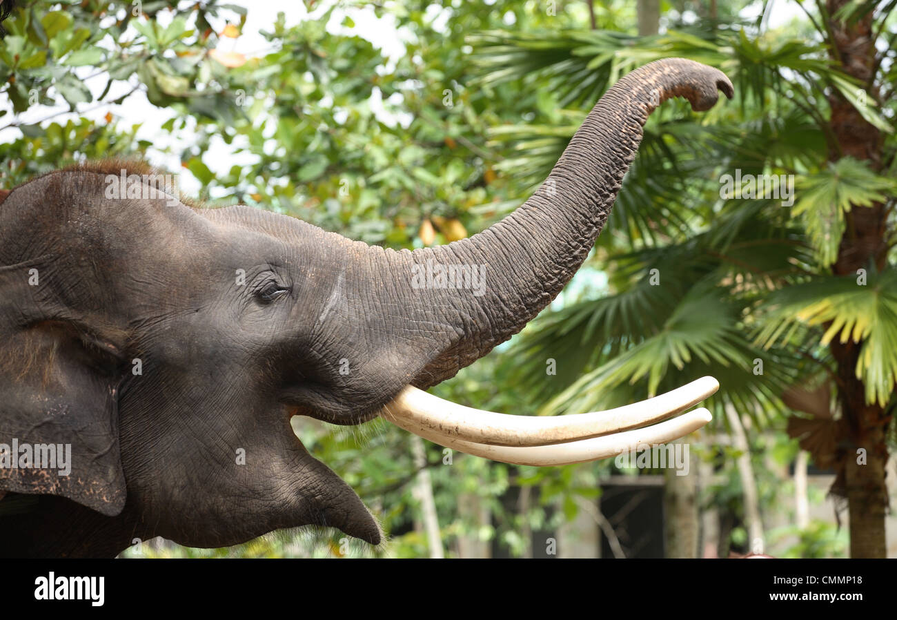 Zanne di elefante Foto Stock