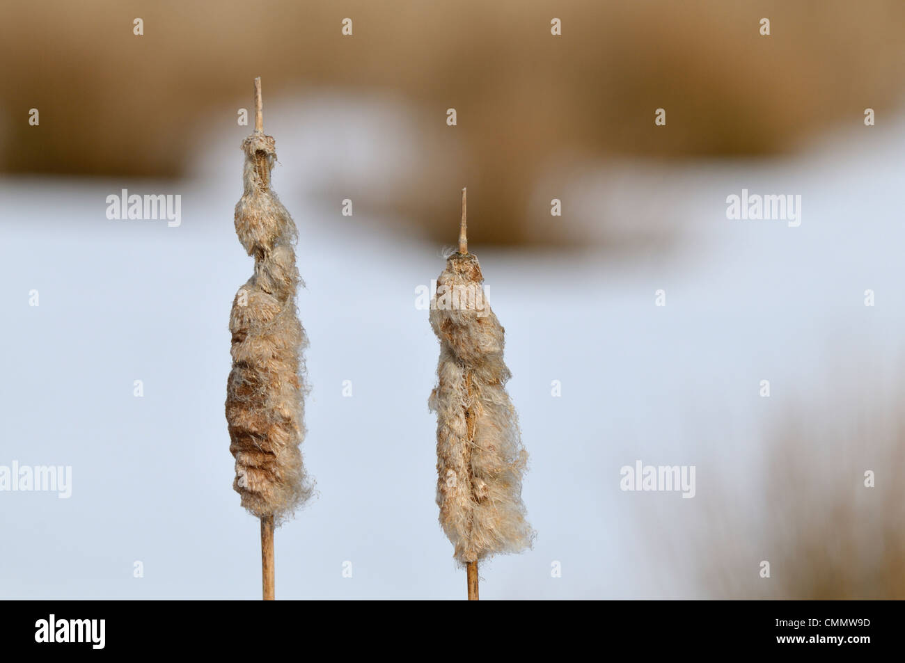 Fiore di Reed- testa in ambiente naturale Foto Stock