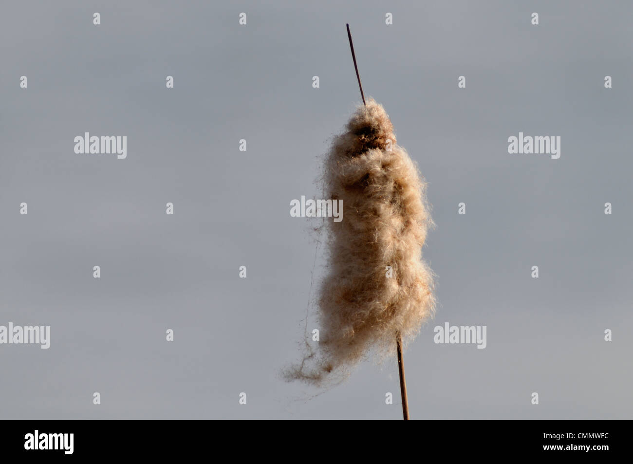 Fiore di Reed- testa in ambiente naturale Foto Stock