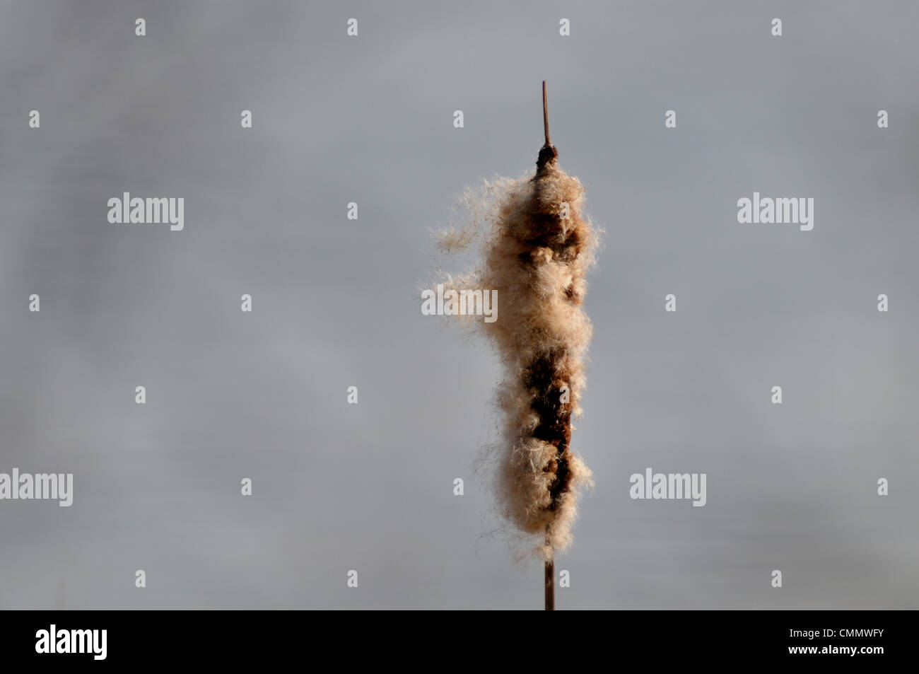 Fiore di Reed- testa in ambiente naturale Foto Stock