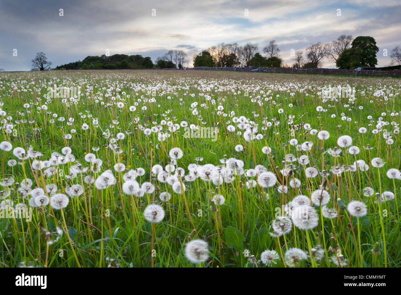 Campo di tarassaco seedheads vicino a Stow on the Wold, Gloucestershire, Cotswolds, England, Regno Unito, Europa Foto Stock