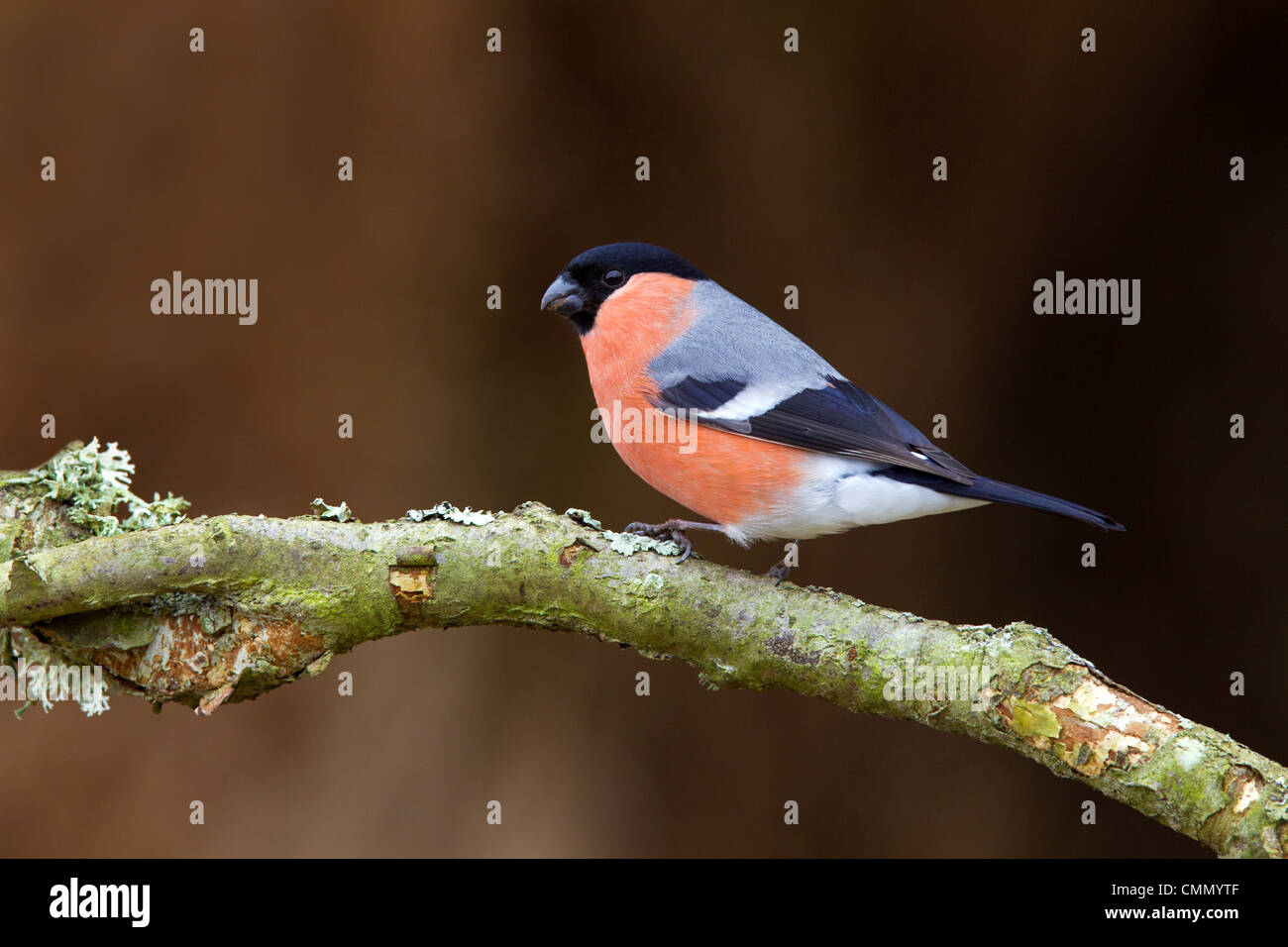 Ciuffolotto maschio Foto Stock
