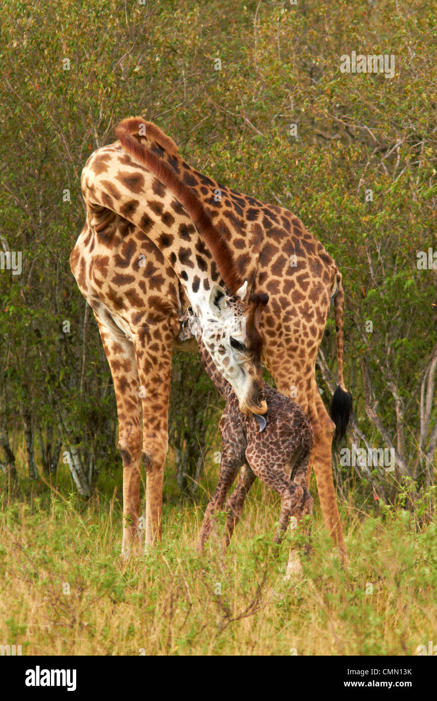 Nuovo nato masai giraffa con madre Foto Stock