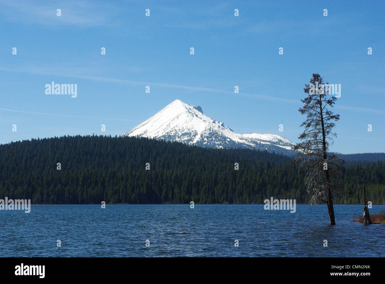 Albero solitario nel Lago del bosco con il monte McLoughlin, Oregon Foto Stock