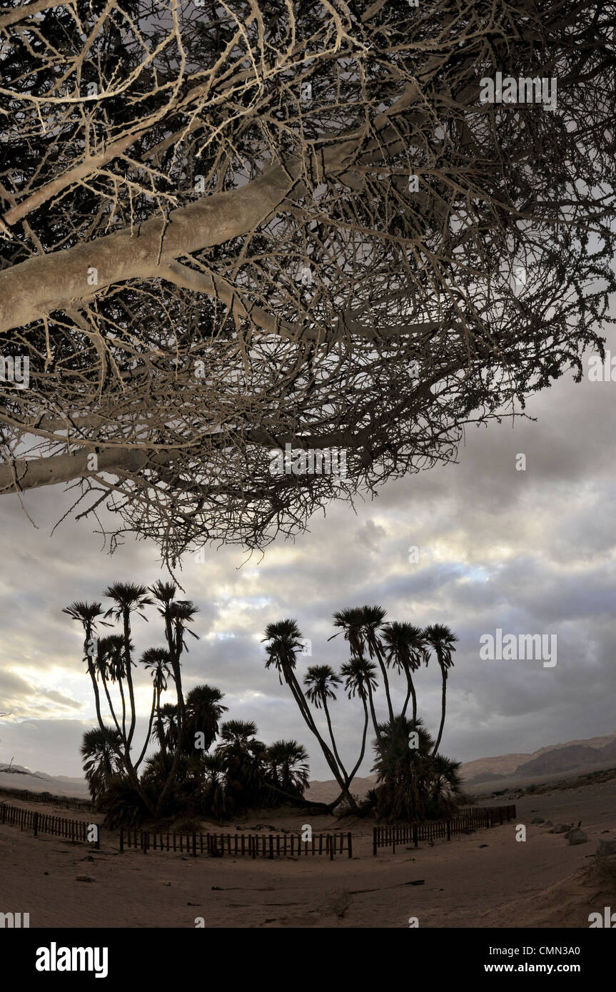 Doum palme in Israele Foto Stock