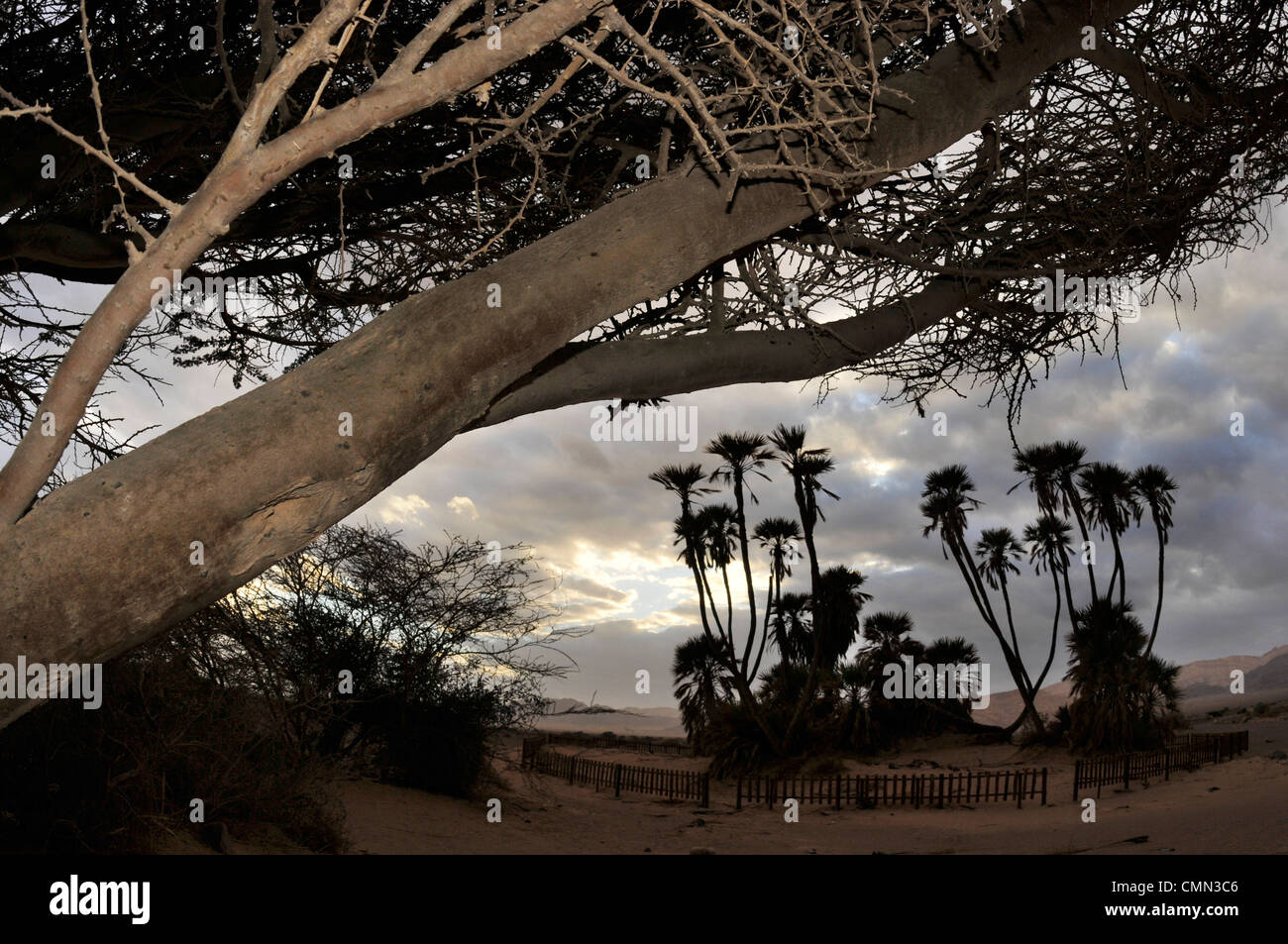 Doum palme in Israele Foto Stock