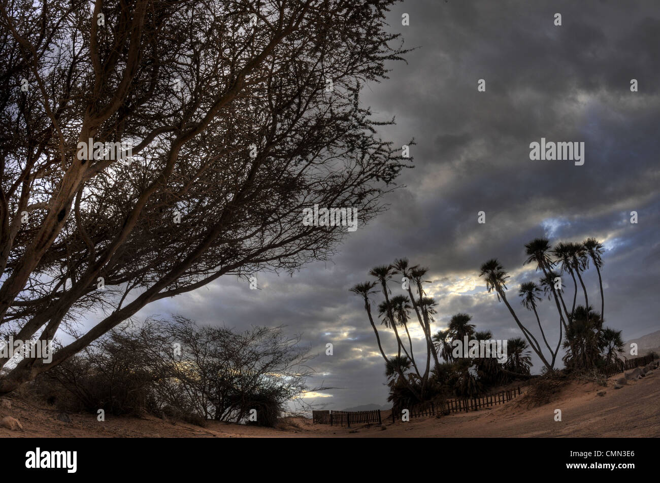 Doum palme in Israele Foto Stock