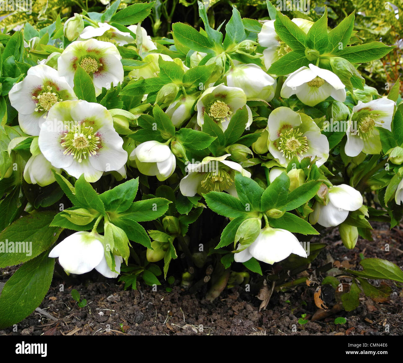 Hellebores (talvolta noto come il Natale o rosa quaresimale) sono perenne di piante da giardino con fiori ed elegante Foto Stock