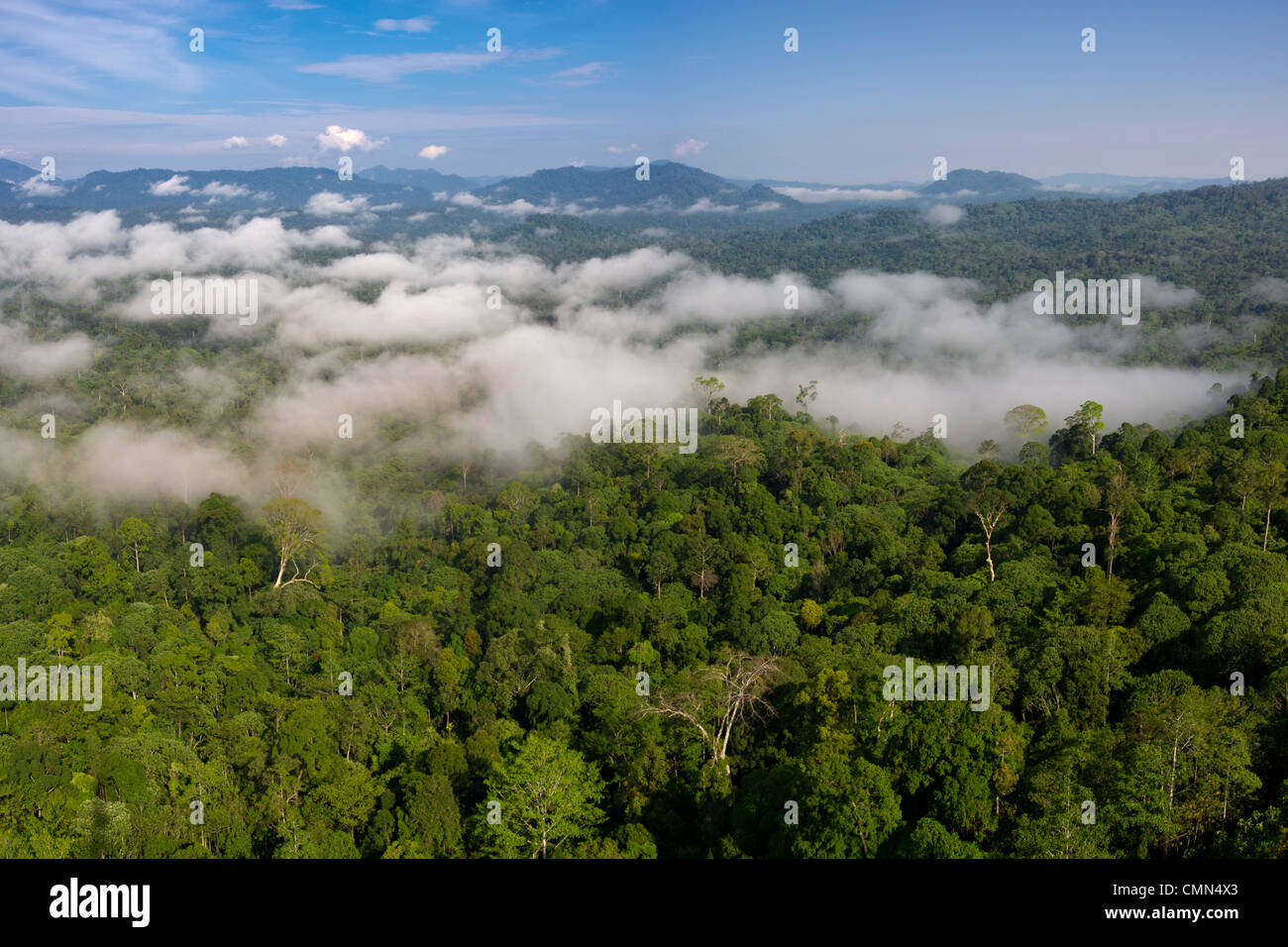 Basse nubi appesa sopra lowland Dipterocarp foresta pluviale. Danum Valley, Sabah Borneo. Foto Stock