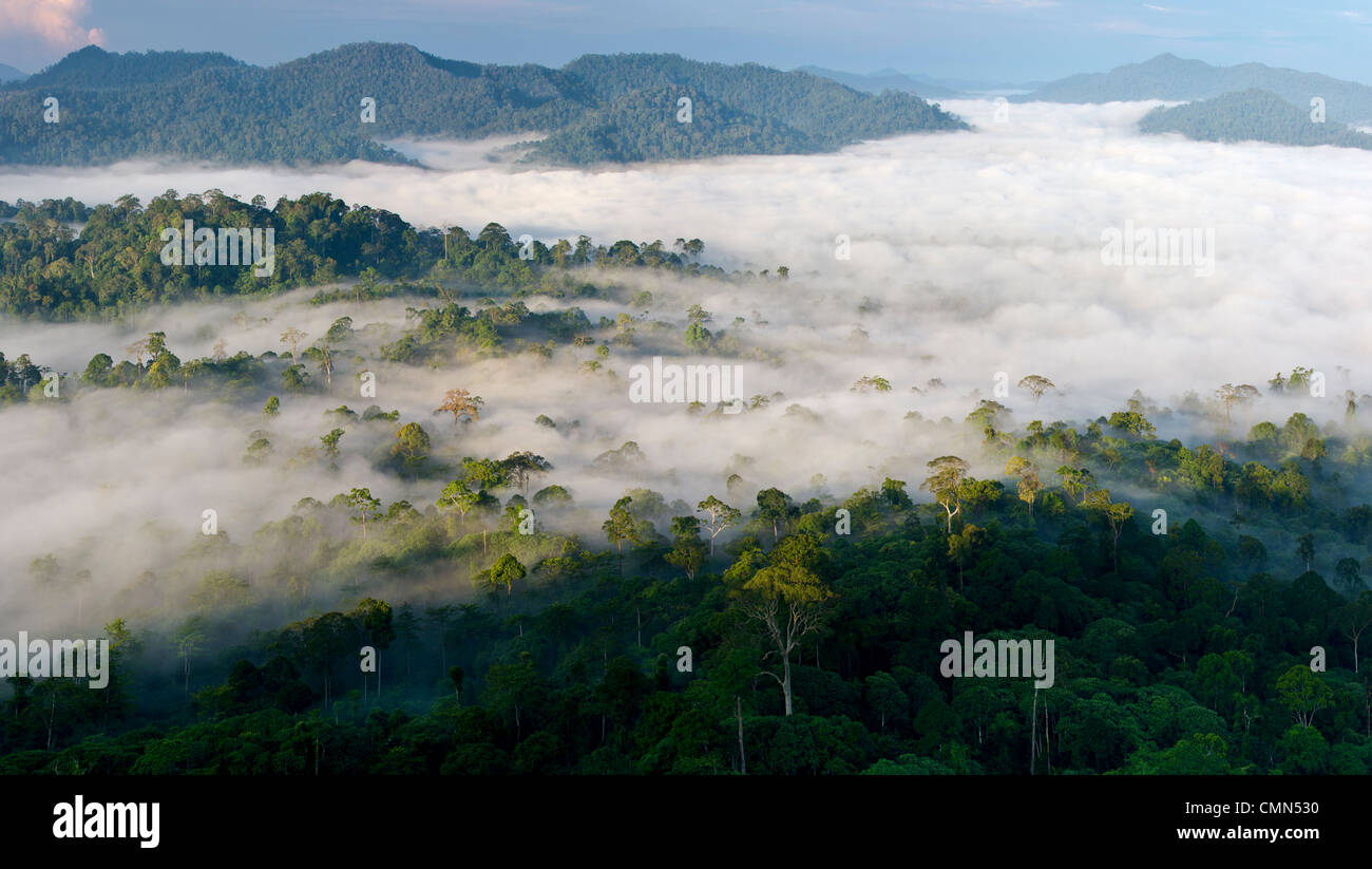 La nebbia che pende sulla pianura della foresta pluviale Dipterocarp poco dopo l'alba. Danum Valley Conservation Area, Sabah Borneo. Foto Stock