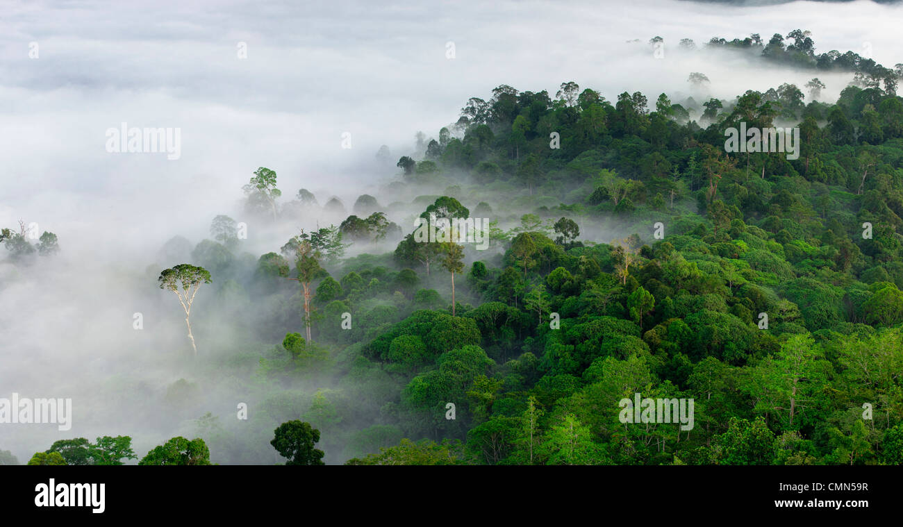 La nebbia e basse nubi appesa sopra lowland Dipterocarp foresta pluviale con emergente struttura Menggaris visibile. Danum Valley, Sabah Borneo Foto Stock