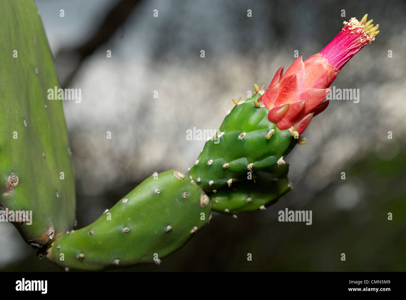 cactus verde con corona magenta isolata con sfondo sfocato Foto Stock