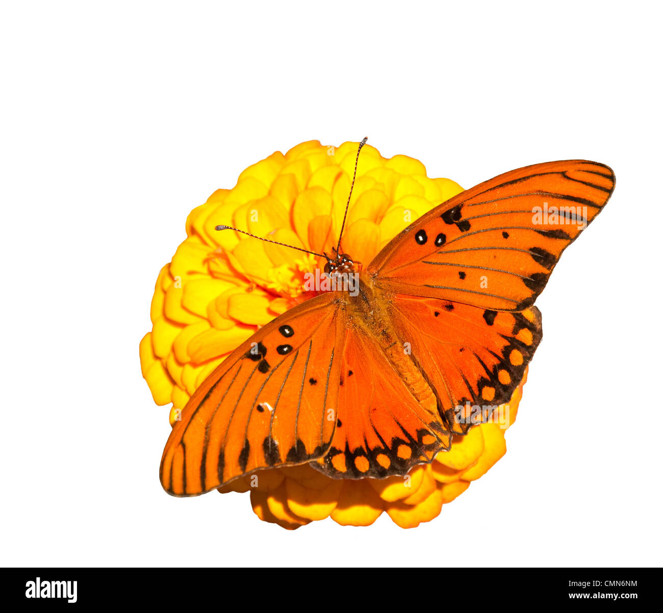 Brillante arancio Gulf Fritillary butterfly alimentazione su un arancio Zinnia fiore, su sfondo bianco Foto Stock
