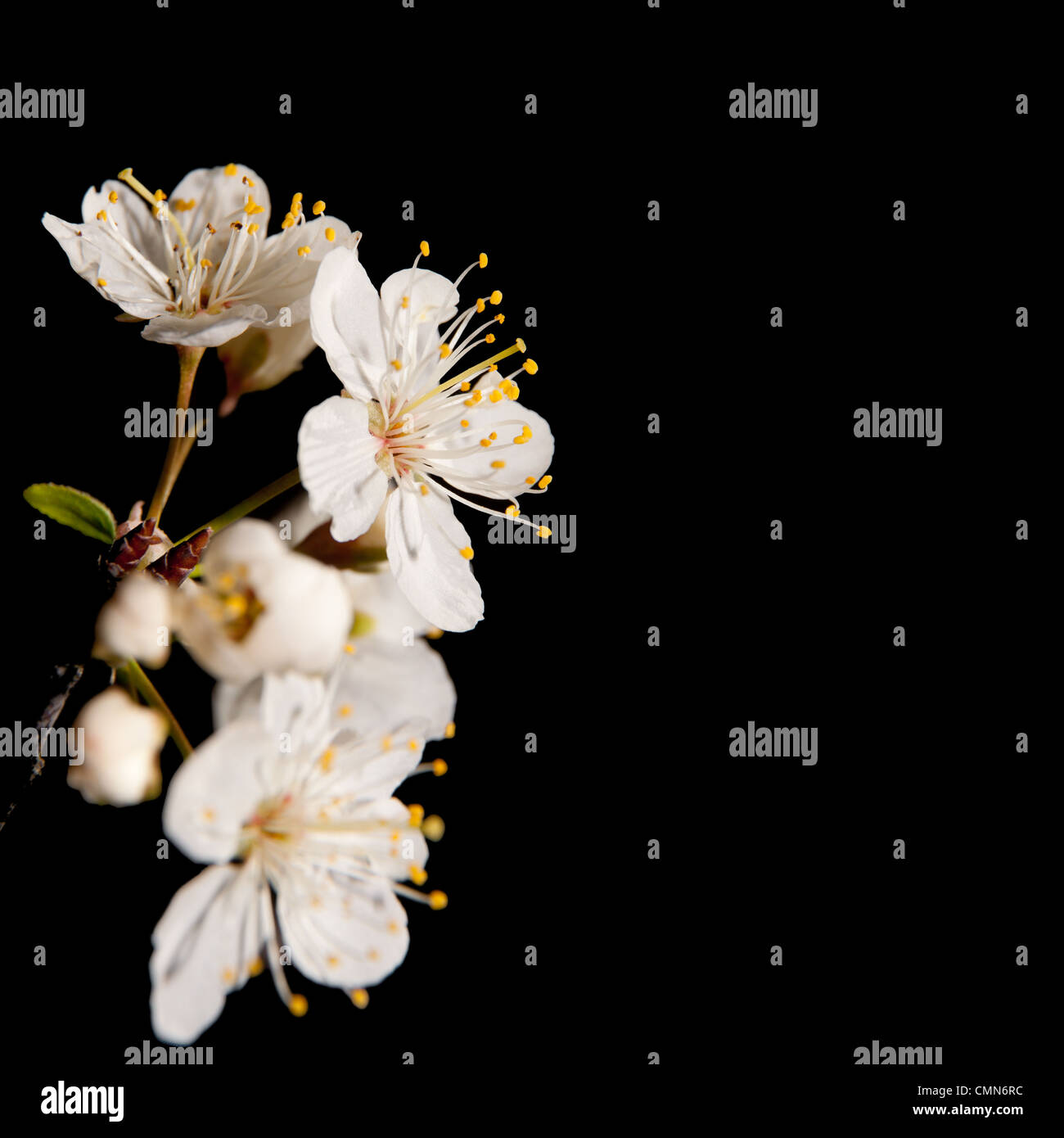 Bianco puro, delicato prugna selvatica fiorisce in primavera, su sfondo nero Foto Stock