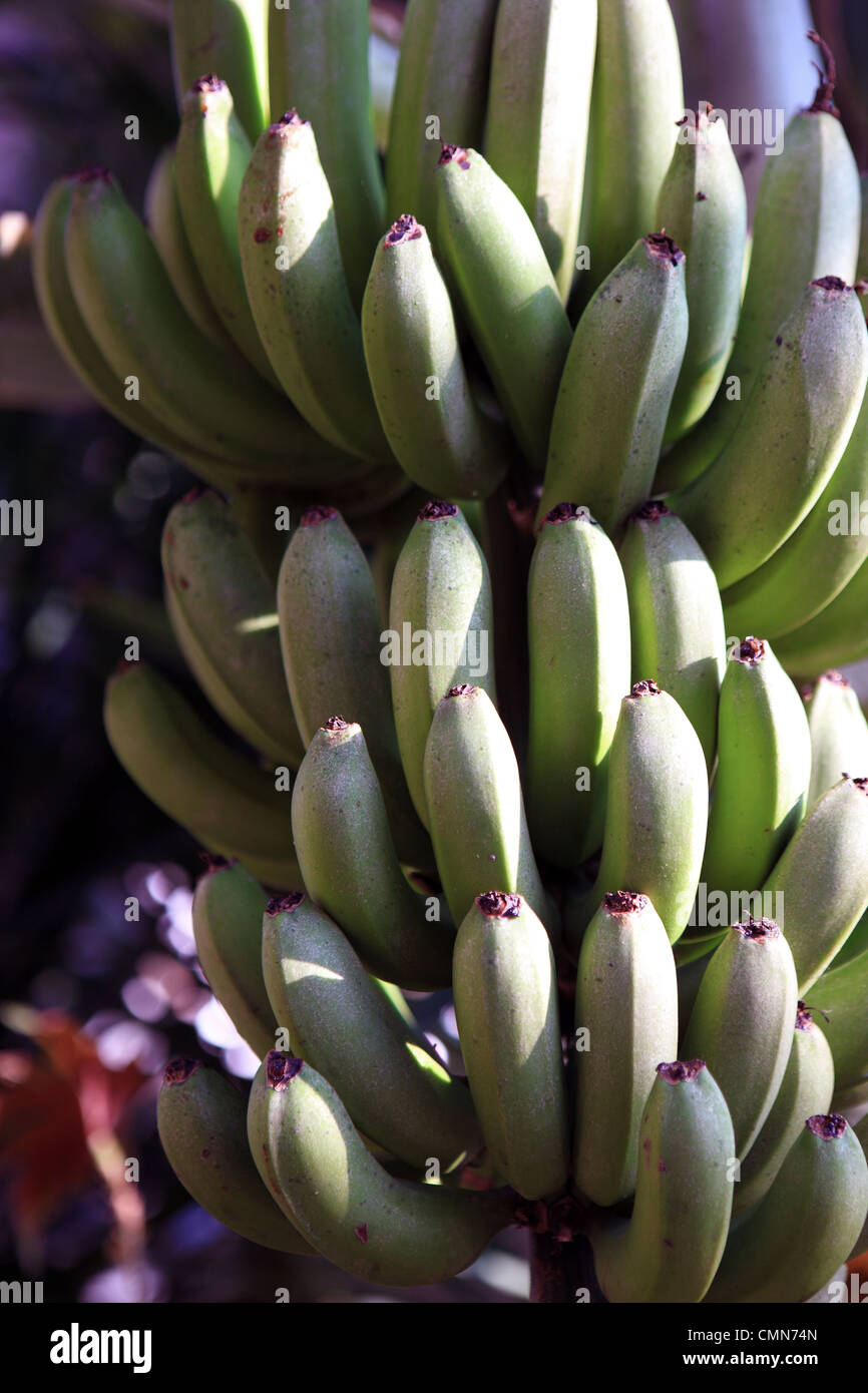 Banane appeso a un albero Foto Stock