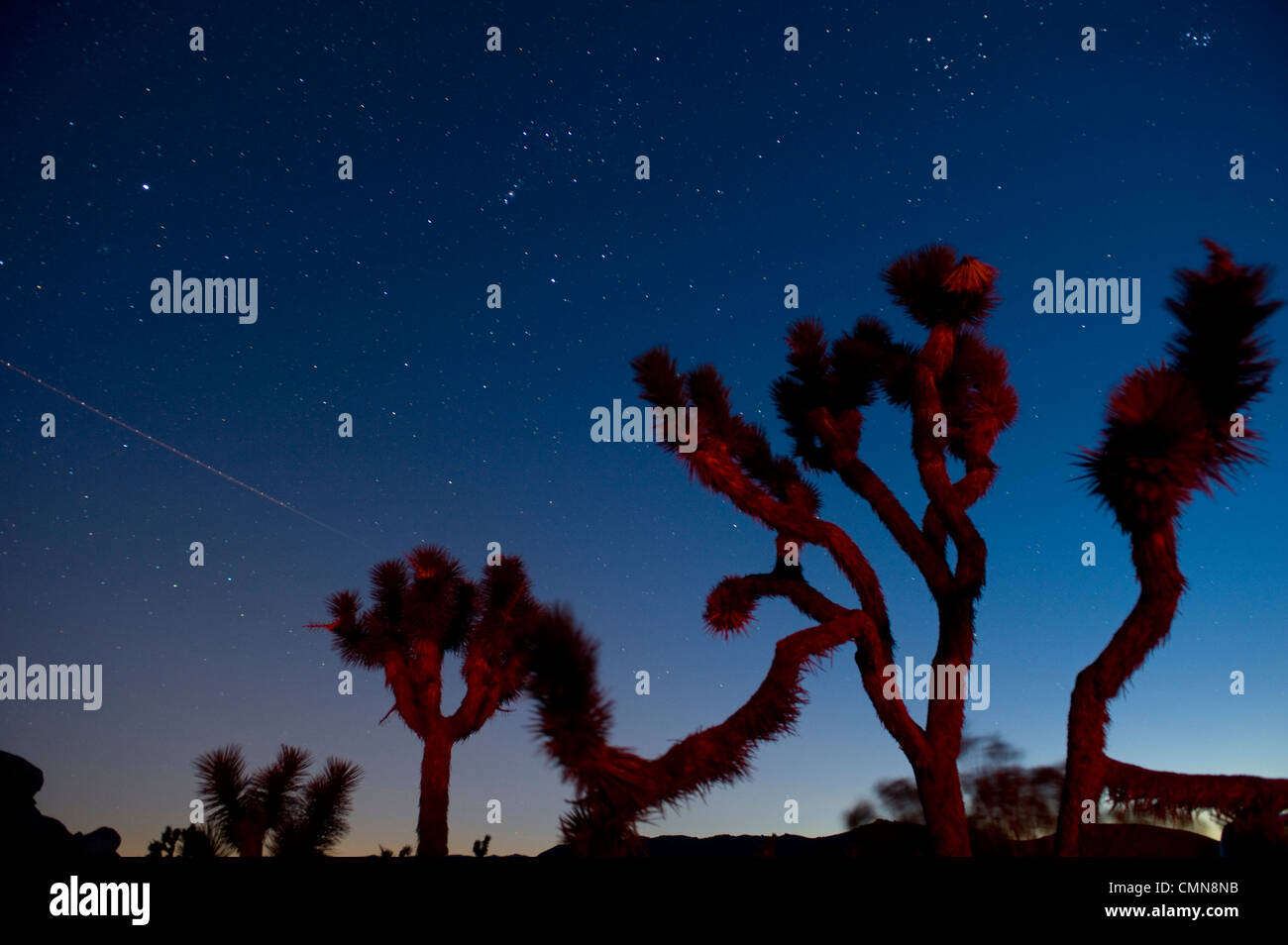 Le stelle nel cielo sopra gli alberi insoliti Foto Stock