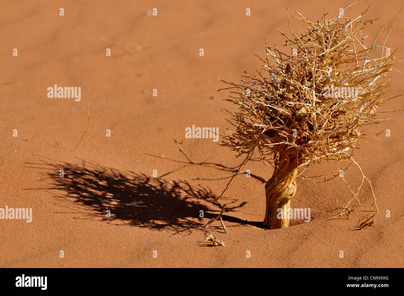 Boccola in difficili condizioni del deserto. Foto Stock