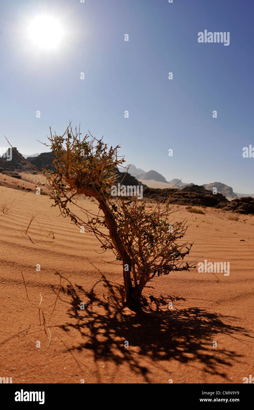 Boccola in difficili condizioni del deserto. Foto Stock