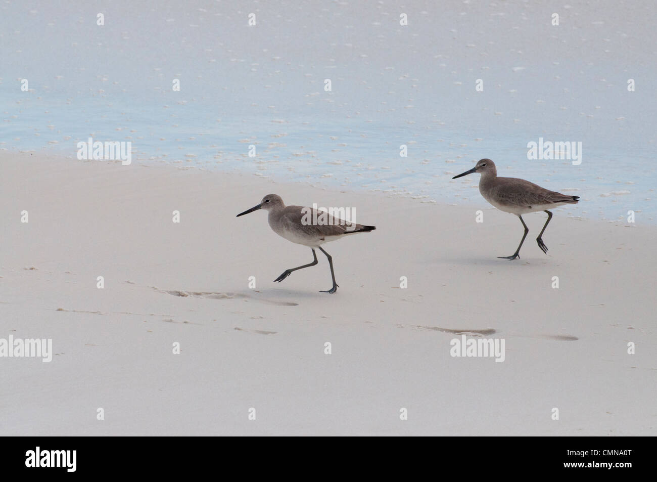 Una coppia di Willets su Okala Beach, Florida. Foto Stock