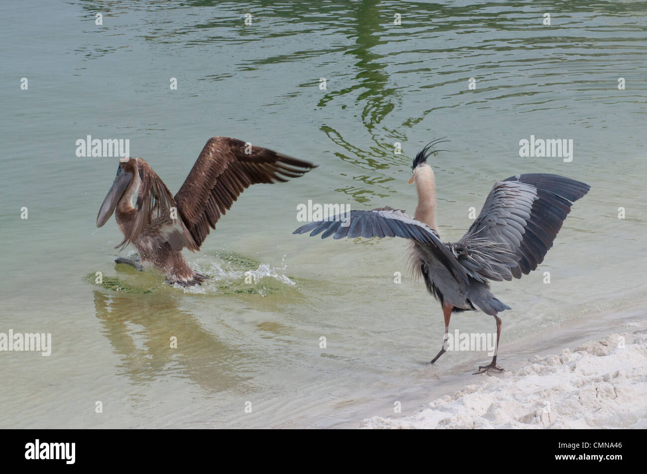 Un Airone blu a caccia di un pellicano bruno. Foto Stock