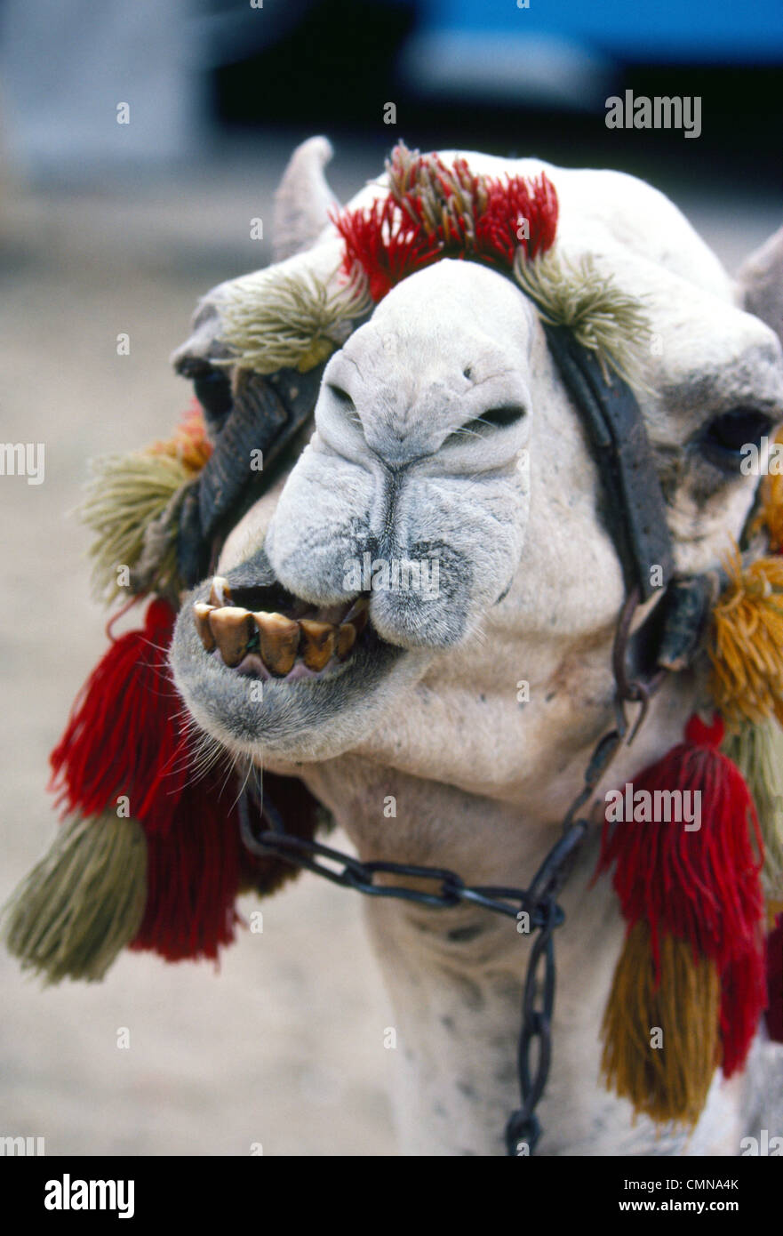 Un cud-masticazione cammello turistico mostra i suoi denti di sporco durante l'attesa per piloti vicino alle famose piramidi di Giza al di fuori del Cairo, in Egitto, nel Nord Africa. Foto Stock