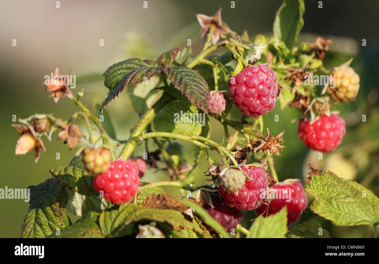 Diversi i lamponi rosso nella natura per la prossima estate Foto Stock