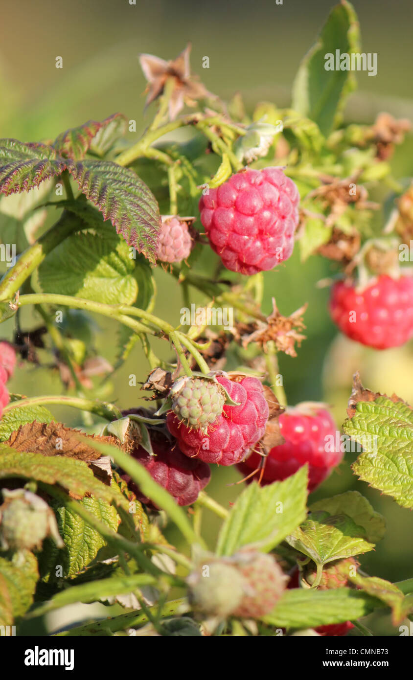 Diversi i lamponi rosso nella natura per la prossima estate Foto Stock