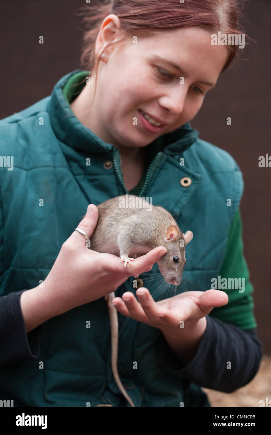 Marrone (Ratto Rattus norvegicus), gestita da volontario istruzione e membro dello staff è introdotto per i giovani visitatori. Foto Stock